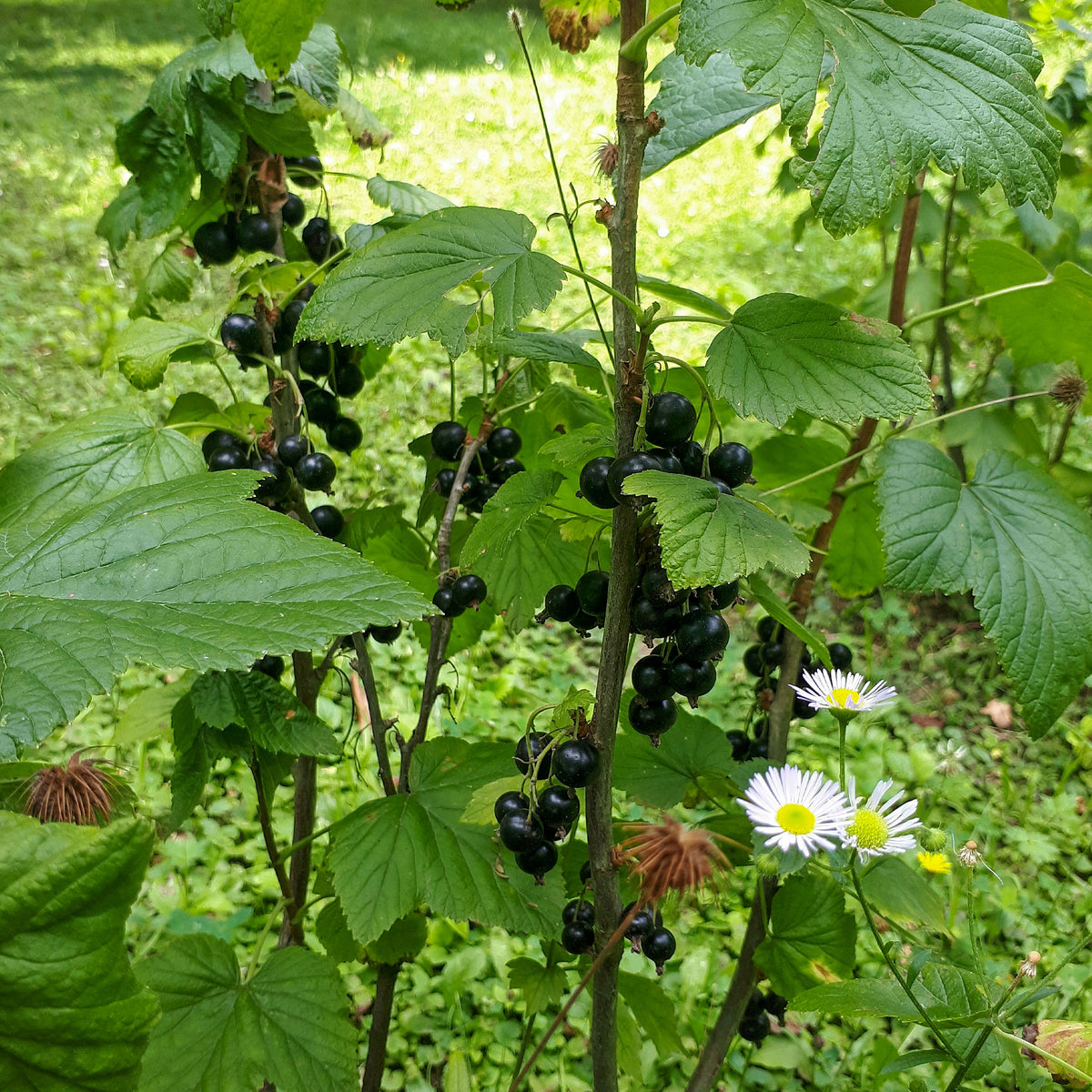 Zwarte bes op stam - Ribes nigrum Titania - Bakker