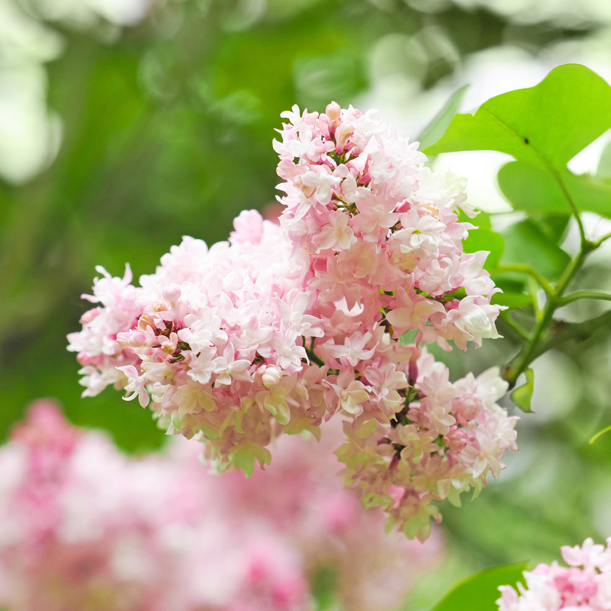 Dubbelbloemige sering 'Beauty of Moscow' - Syringa vulgaris Beauty of Moscow - Bakker