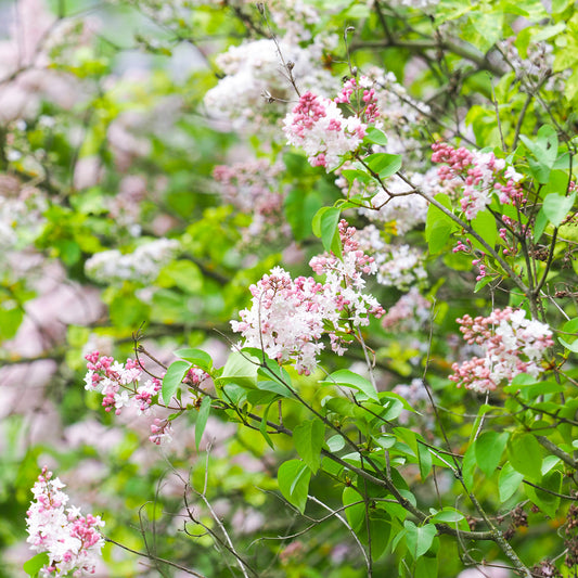 Dubbelbloemige sering 'Beauty of Moscow' - Bakker