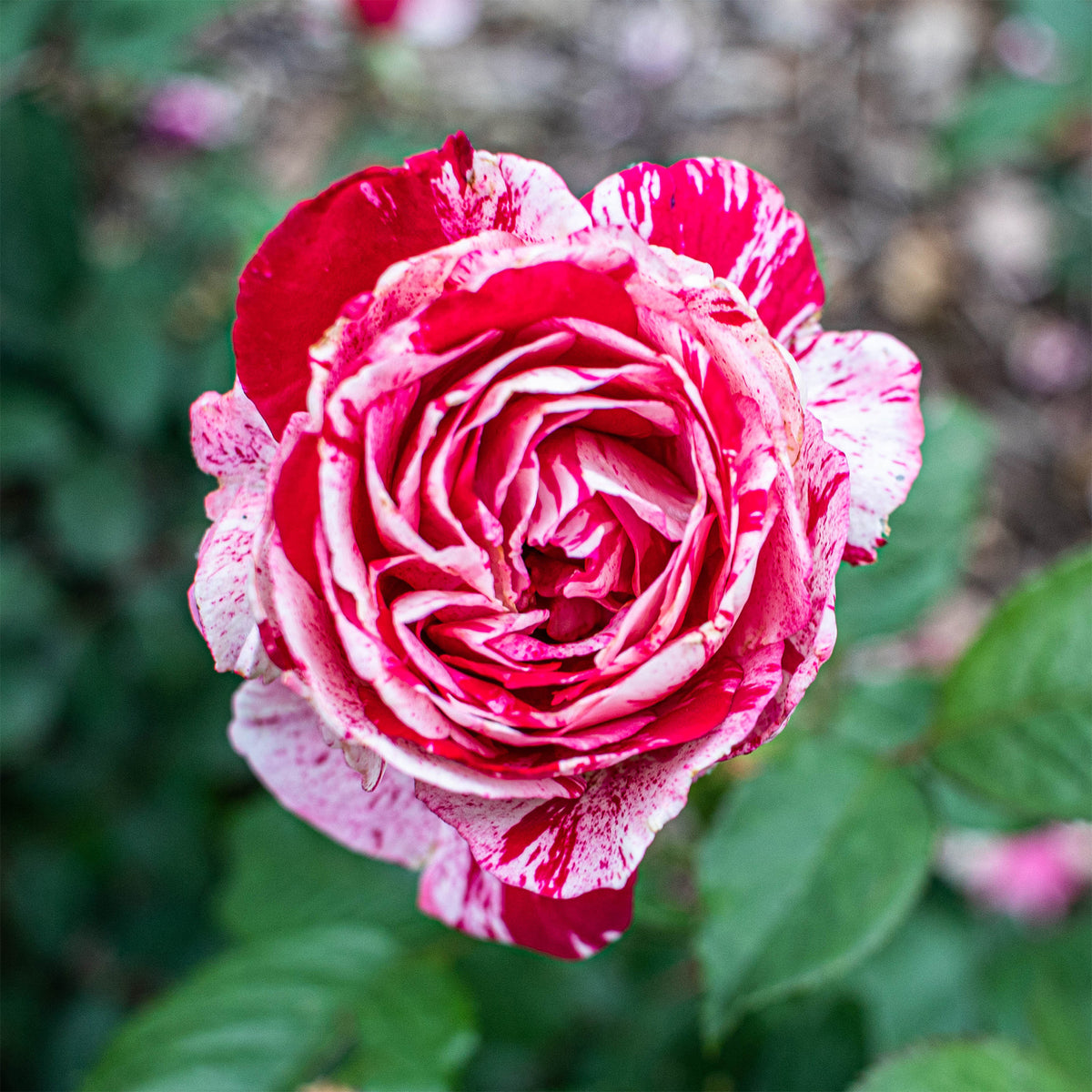 Roos 'Candy Stripe' - Bakker