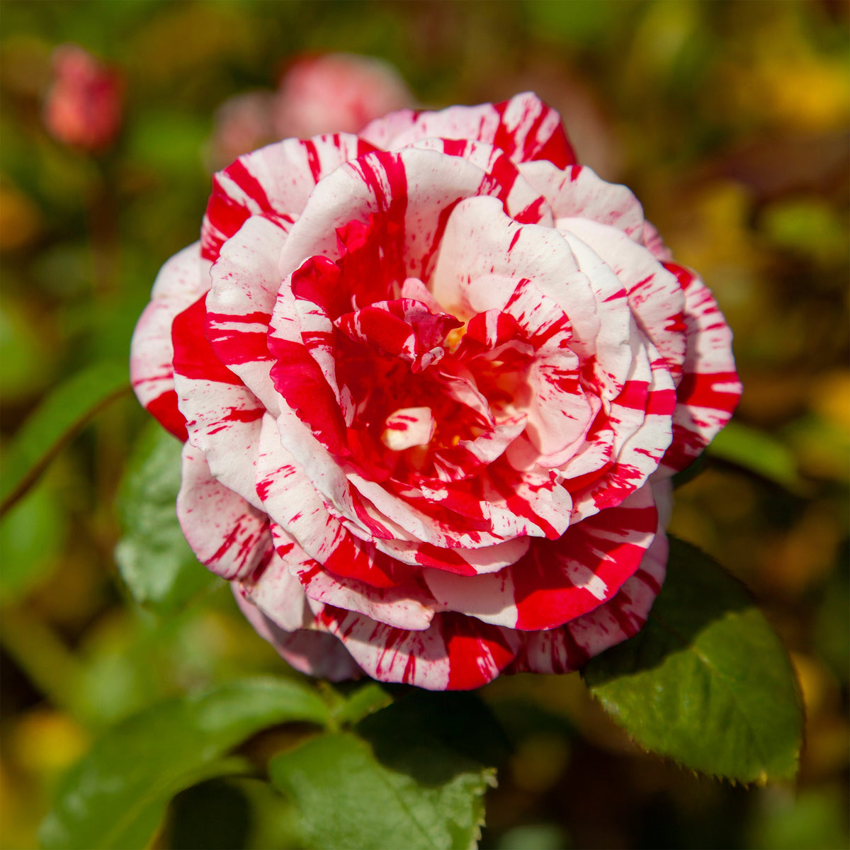 Rosa Candy Stripe - Roos 'Candy Stripe' - Rozen