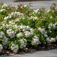 Roos 'Iceberg' - Rosa iceberg - Bakker