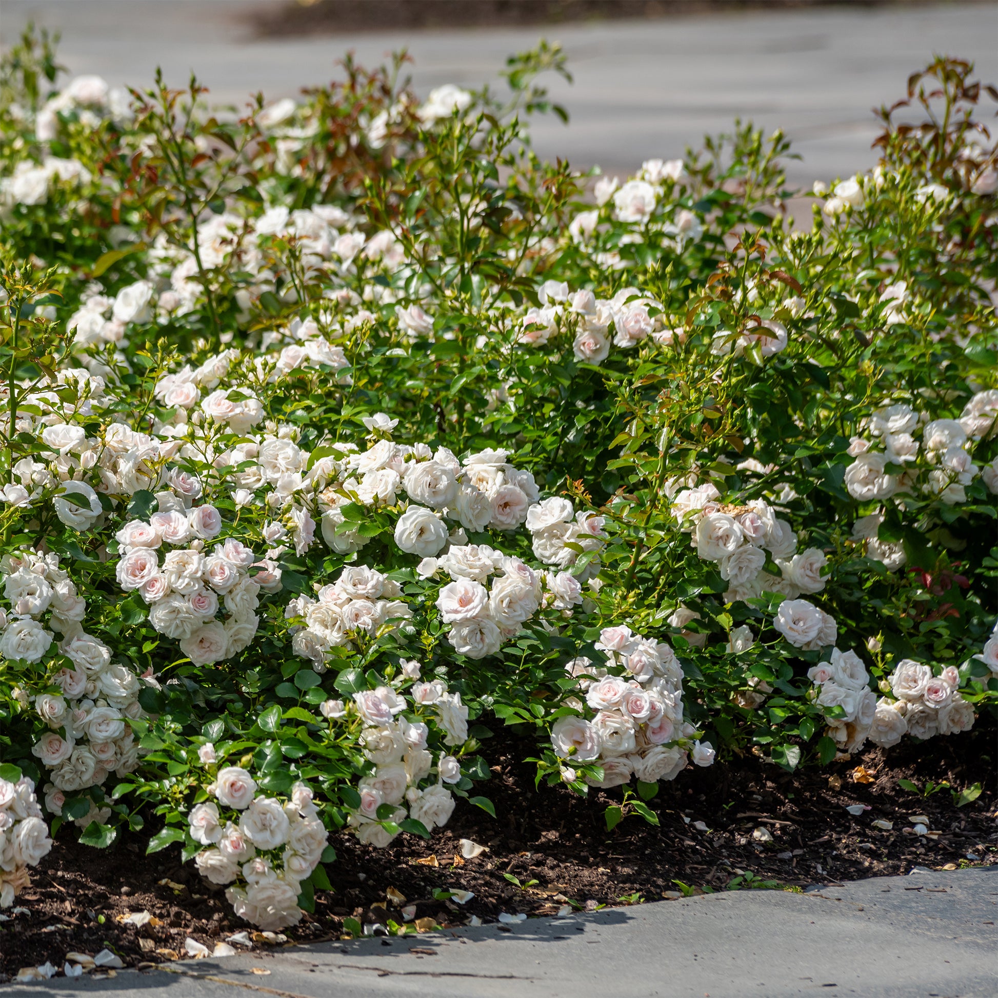 Roos 'Iceberg' - Rosa iceberg - Bakker