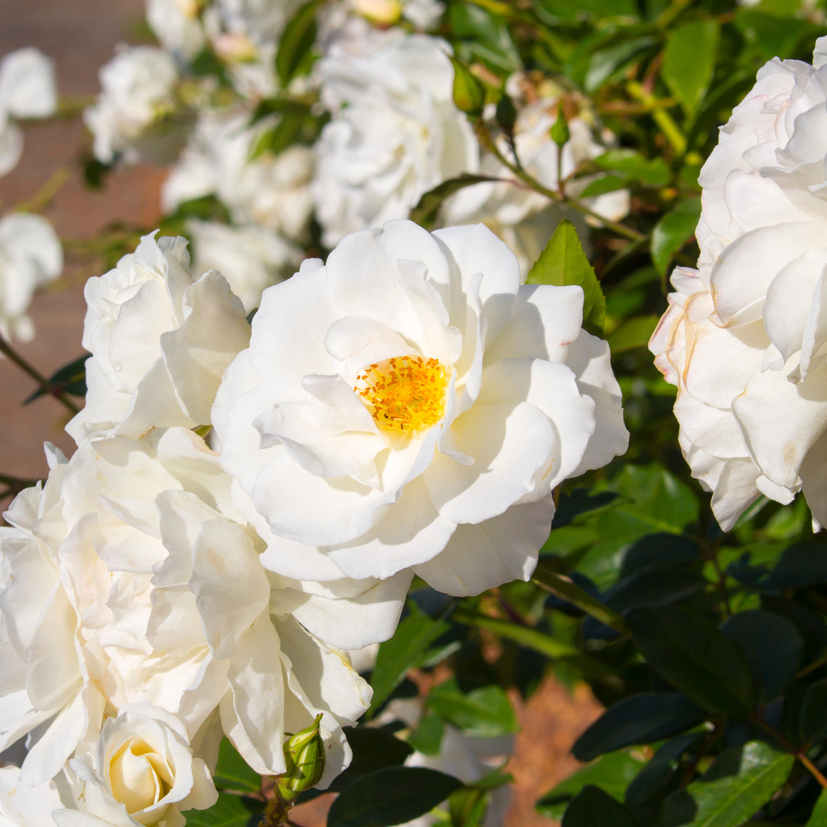Roos 'Iceberg' - Bakker