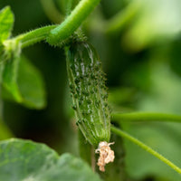 Komkommer 'Regal F1' - Cucumis sativus regal - Bakker