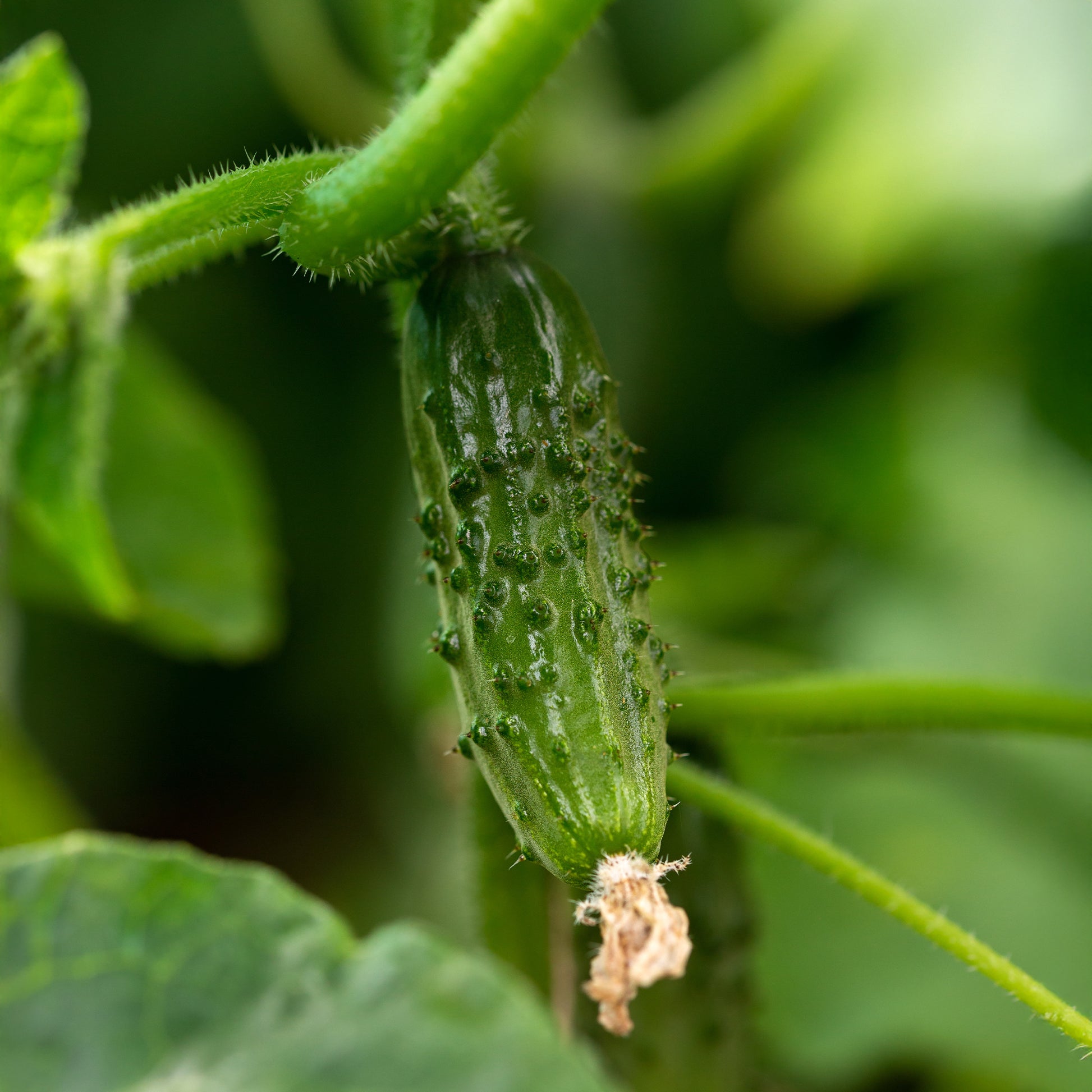 Komkommer 'Regal F1' - Cucumis sativus regal - Bakker