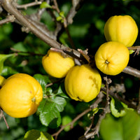 Japanse kwee 'Cido' - Bakker