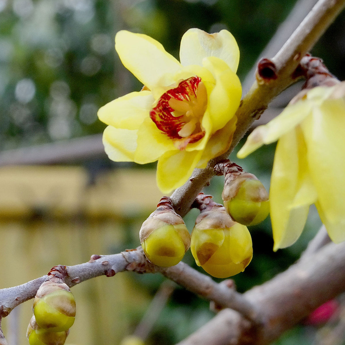 Chimonanthus praecox - Meloenboompje - Heesters