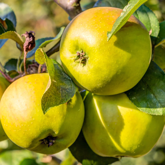 Appelboom 'Golden Delicious'