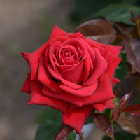 Grootbloemige roos 'Grande Amore' - Bakker