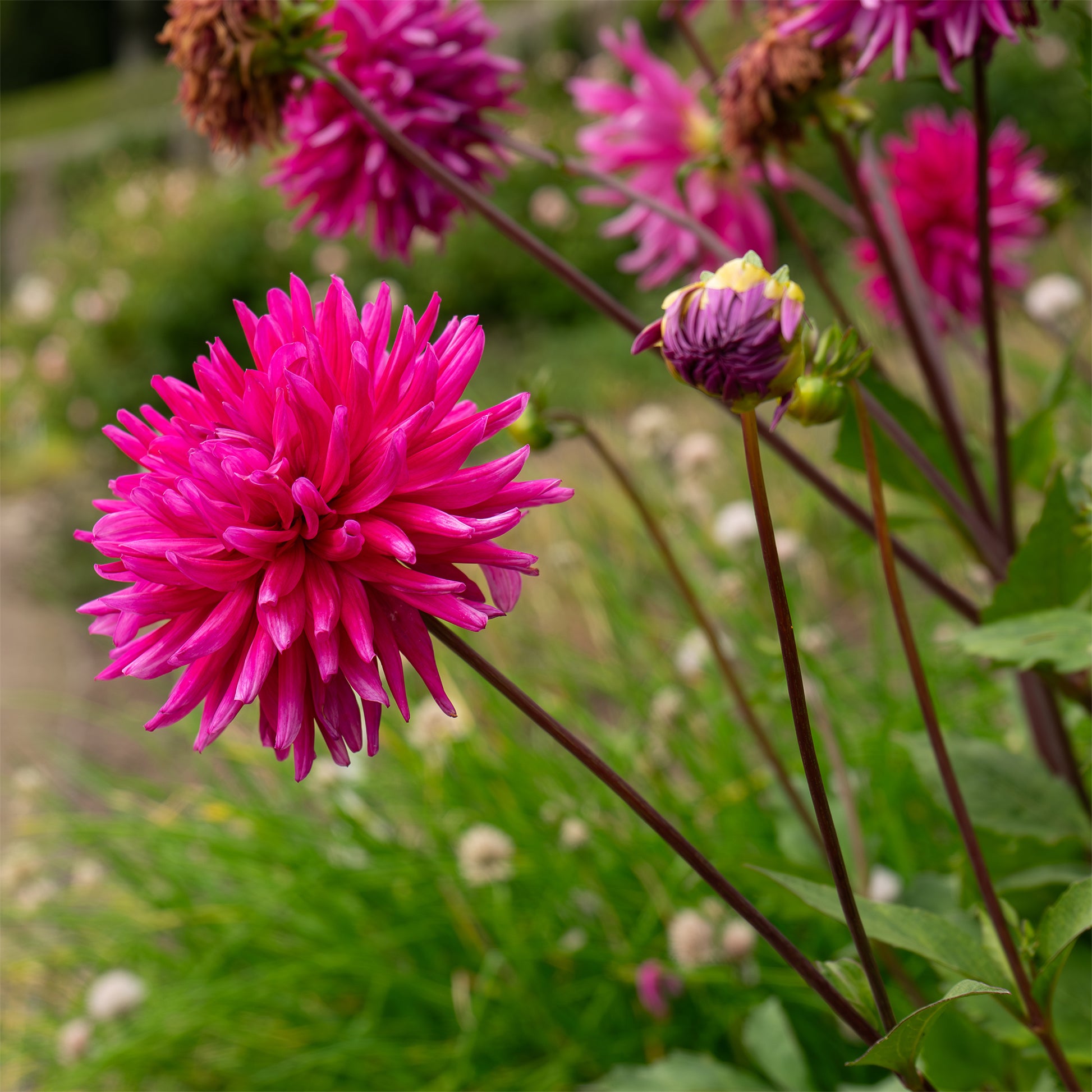 Dahlia  - Dahlia 'Purple Gem' (x3) - Dahlia Purple Gem