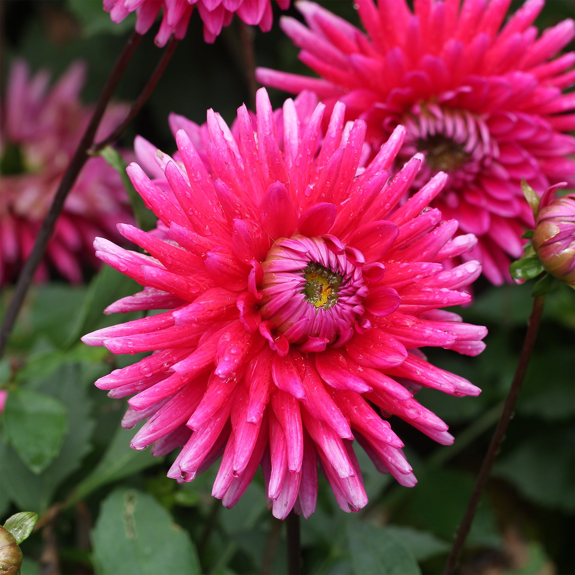 Dahlia Purple Gem - Dahlia 'Purple Gem' (x3) - Dahlia 