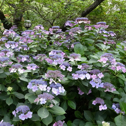 Boerenhortensia 'Blueberry Cheesecake' - Bakker