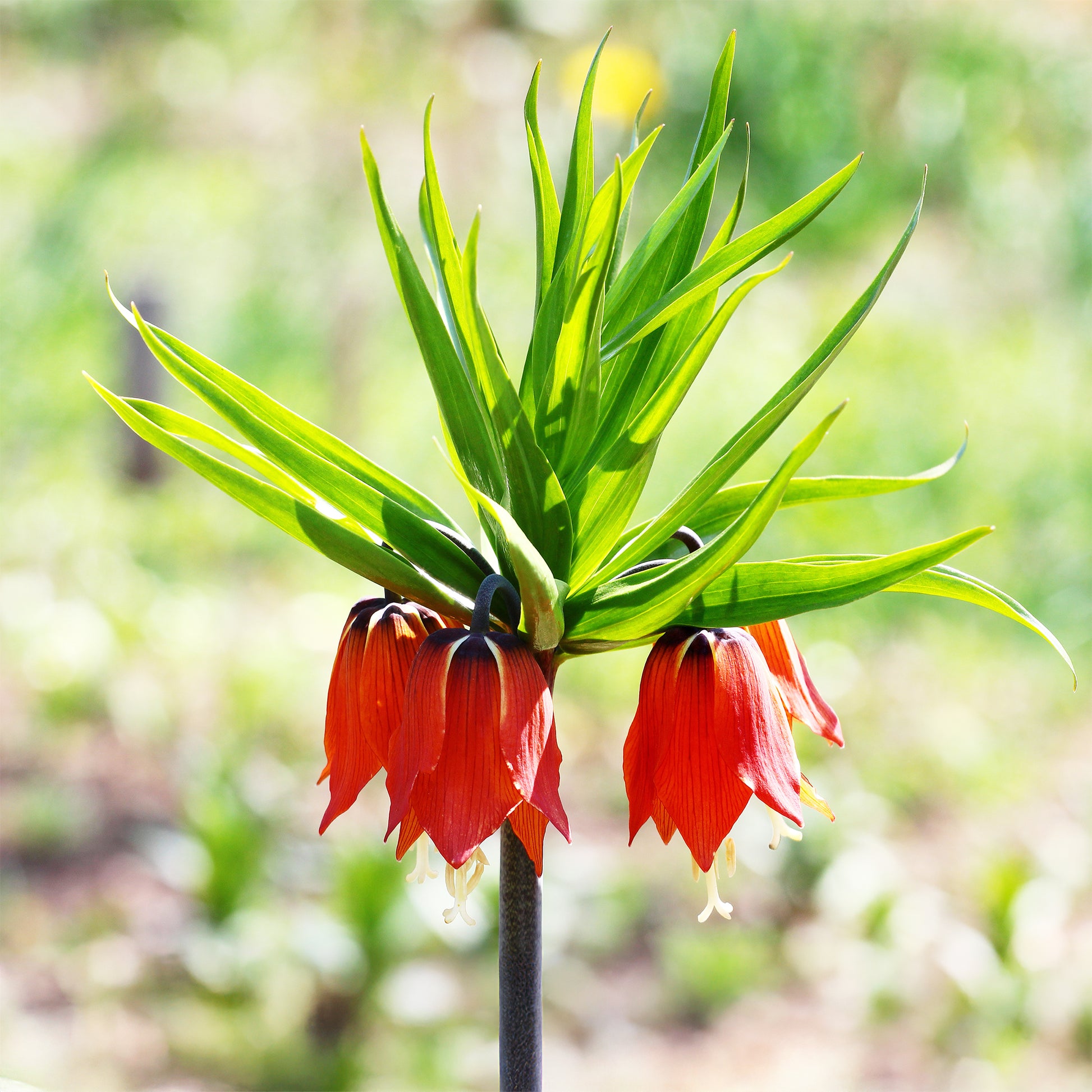 Keizerskroon Rubra - Fritillaria imperialis rubra - Bakker