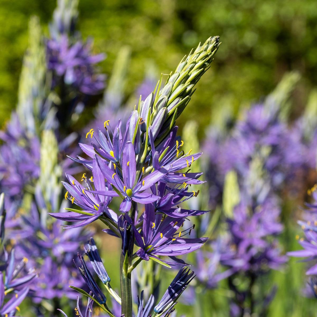 Camassia Leichtlinii Caerulea (x5) - Bakker