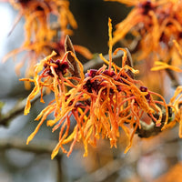Hamamelis x intermedia aphrodite - Toverhazelaar - Bloeiende heesters