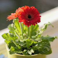 Gerbera Garvinea Pam (x2) - Garvinea - Bakker