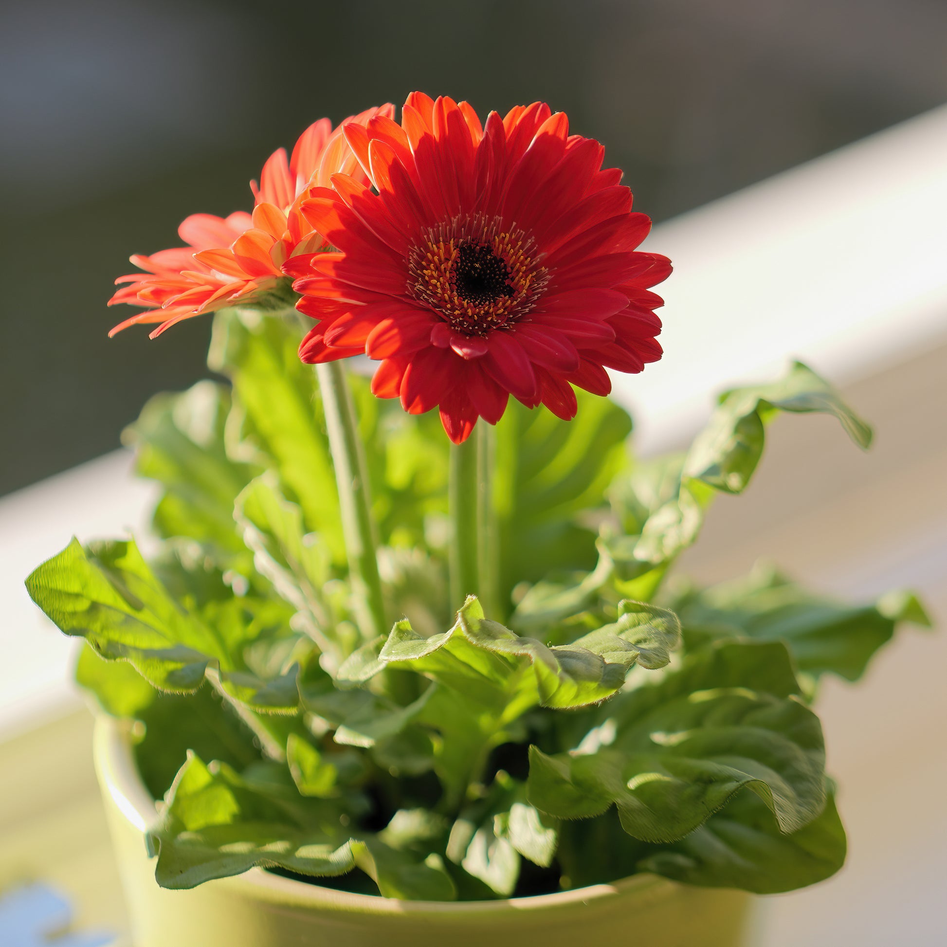 Gerbera Garvinea Pam (x2) - Garvinea - Bakker
