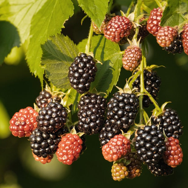 Braam 'Rueben' - Rubus fruticosus reuben® - Bakker