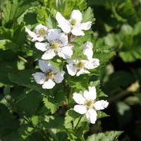 Braam 'Rueben' - Rubus fruticosus reuben®