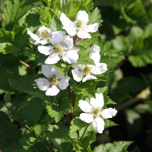 Rubus fruticosus reuben® - Braam 'Rueben' - moerbeiboom