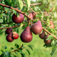 Pyrus communis william's rouge - Perenboom 'William's Rouge' - Perenbomen
