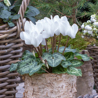 Witte cyclaam (x3) - Cyclamen super série - Bakker