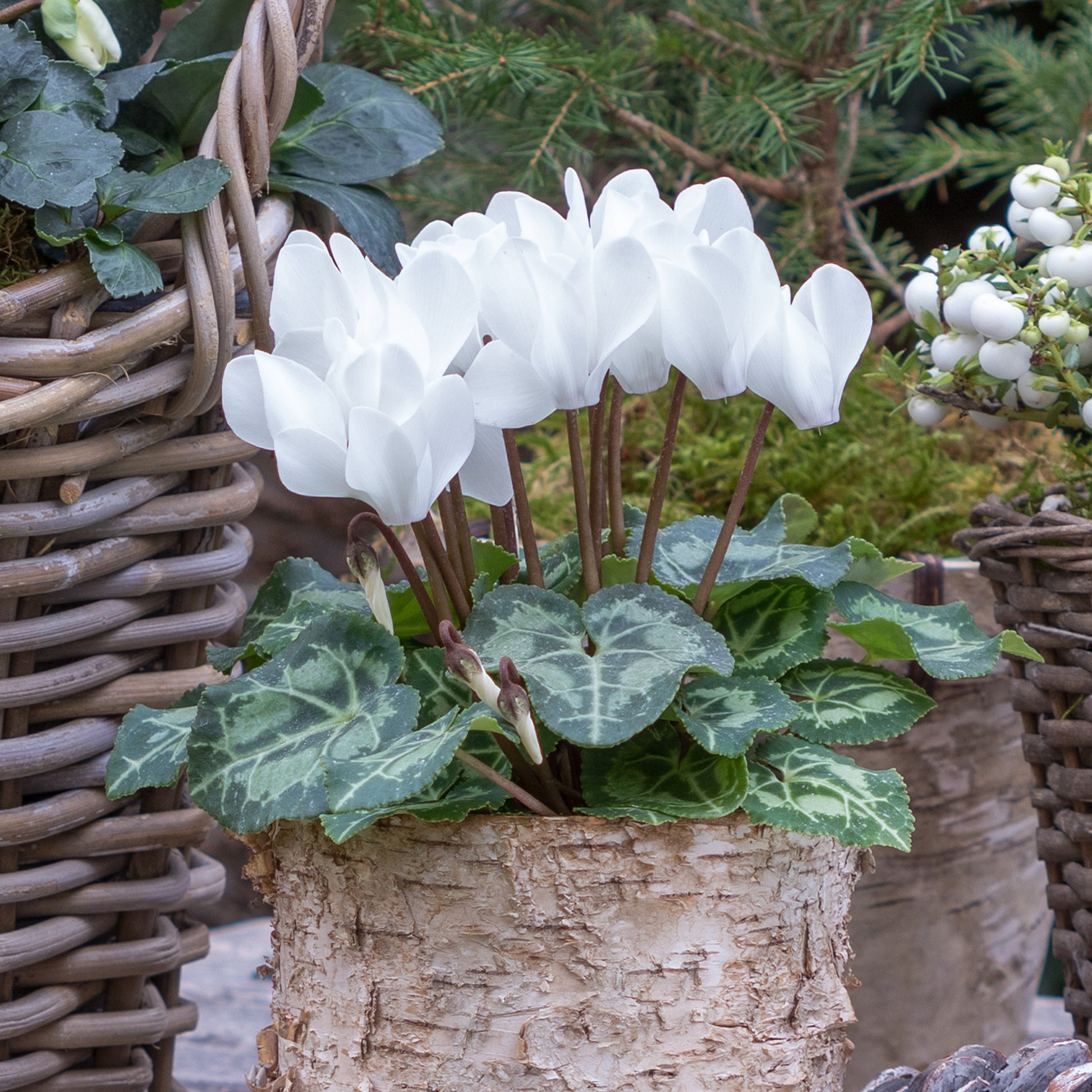 Witte cyclaam (x3) - Cyclamen super série - Bakker