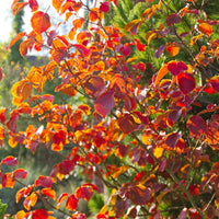 Bloeiende heesters - Chinese Toverhazelaar - Hamamelis mollis