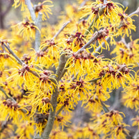 Chinese Toverhazelaar - Bloeiende heesters - Bakker