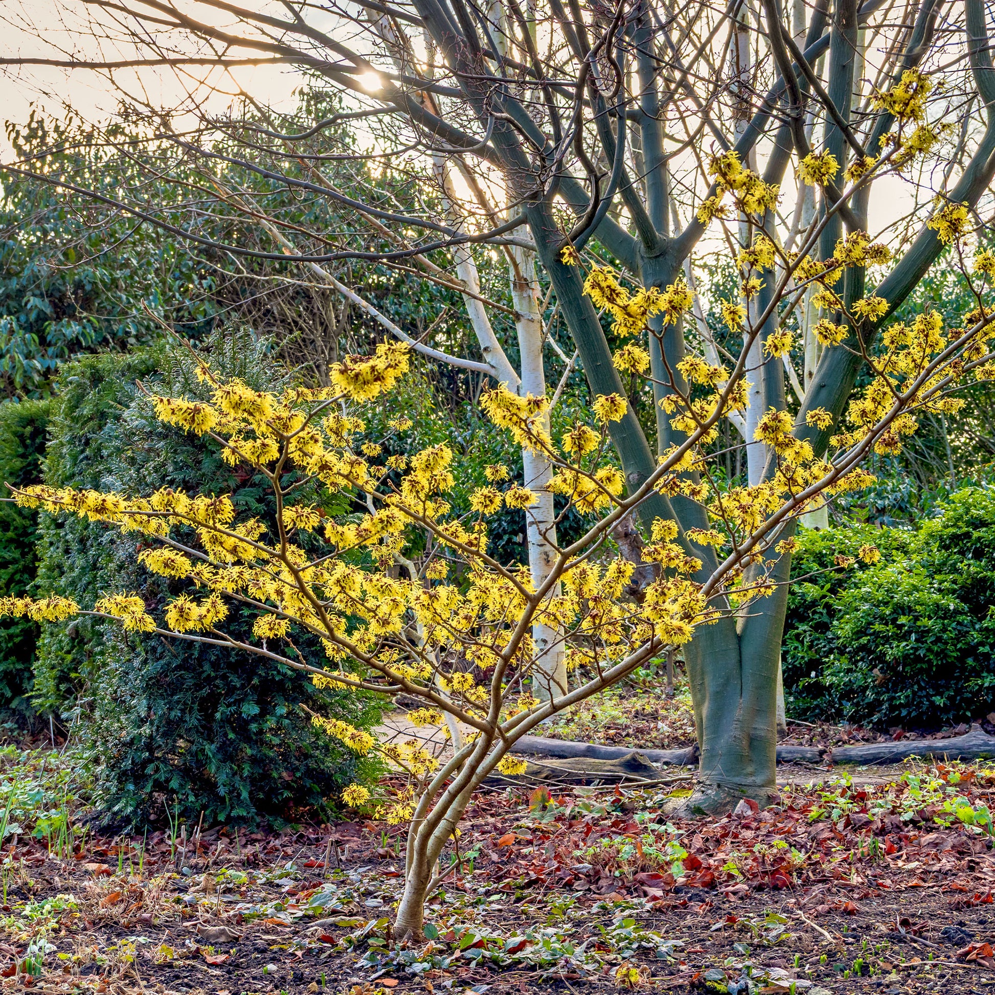 Hamamelis mollis - Chinese Toverhazelaar - Bloeiende heesters