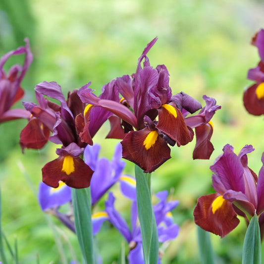 Hollandse iris 'Red Ember' (x20) - Bakker