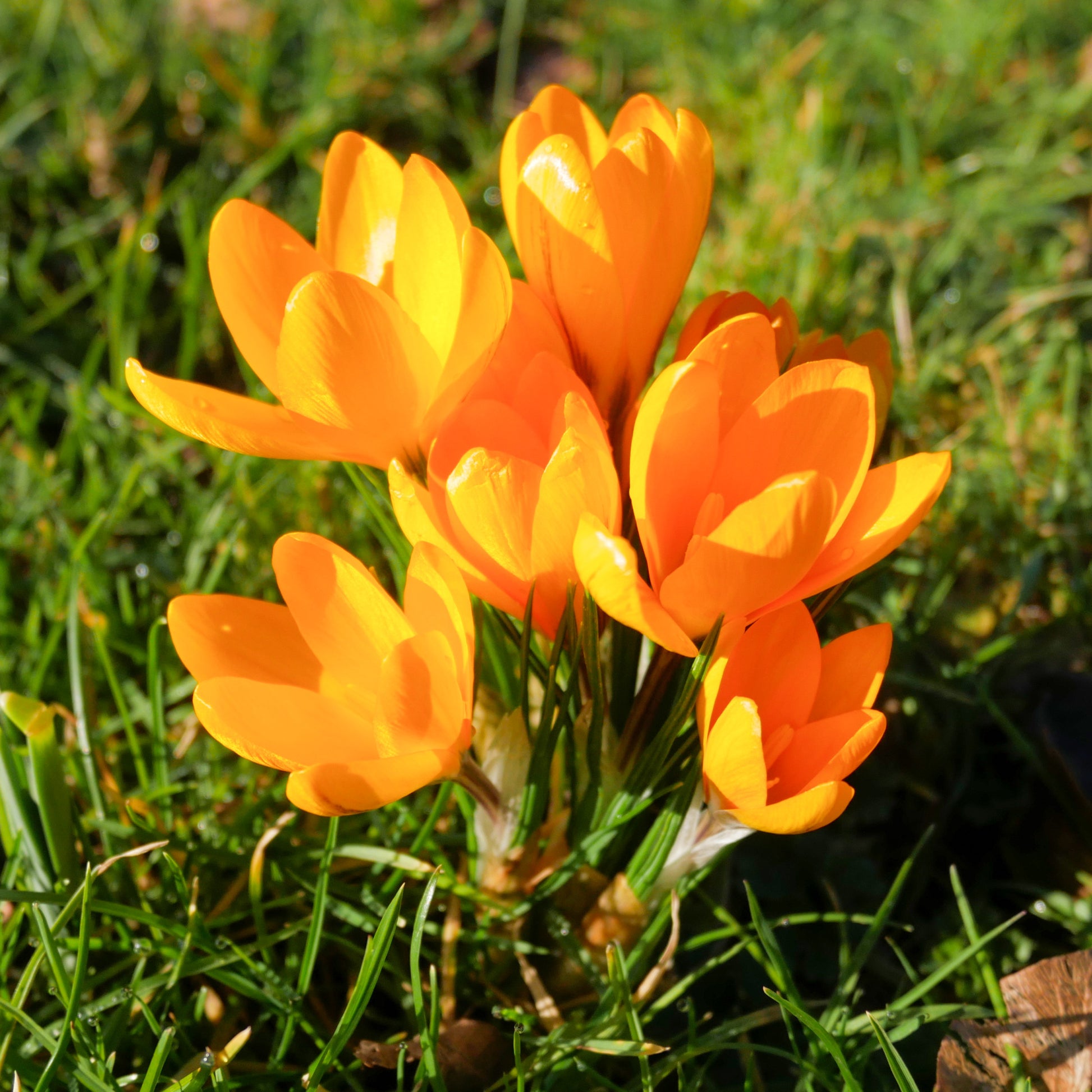Krokus - Grootbloemige Gele Krokussen (x15) - Crocus vernus yellow Mammoth