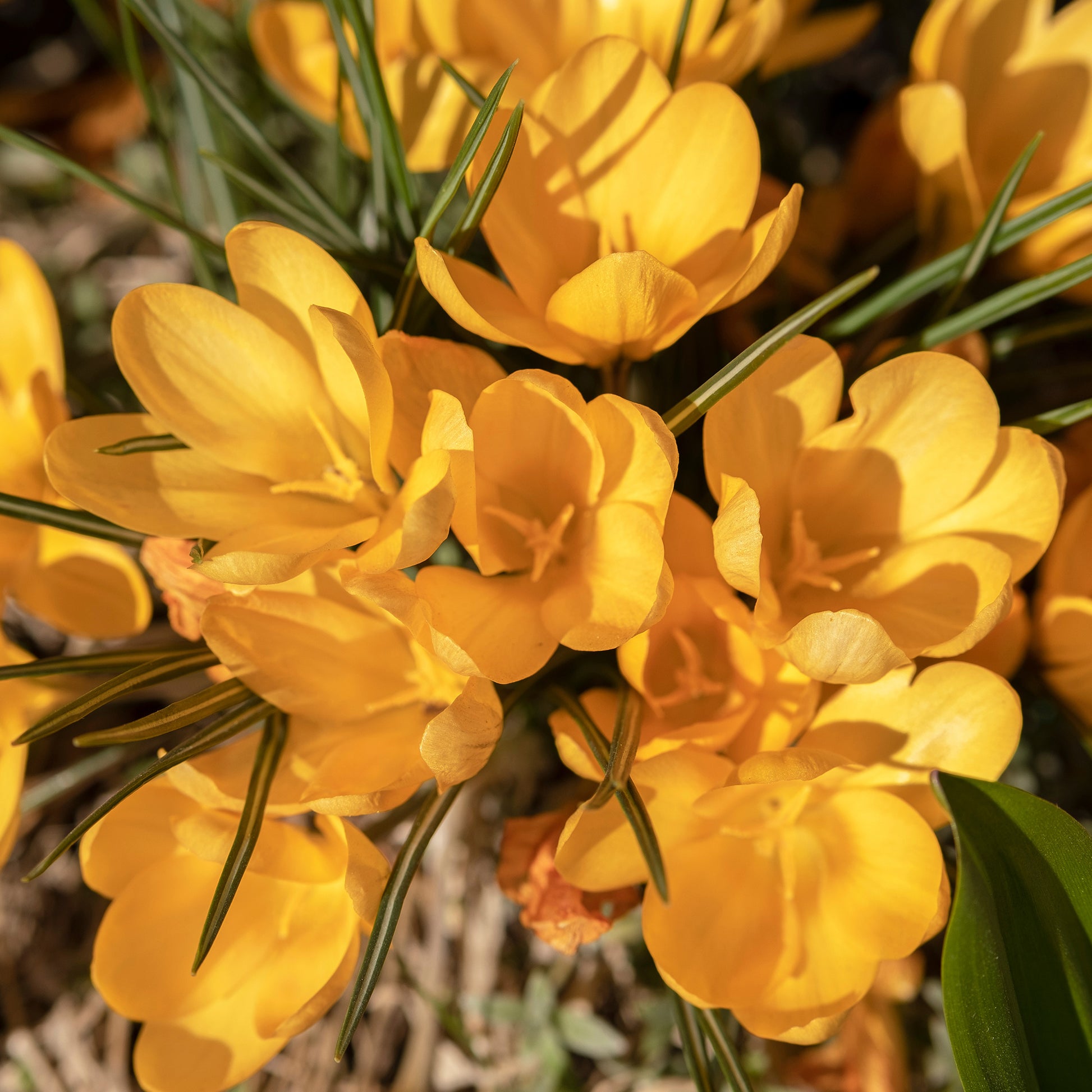Grootbloemige Gele Krokussen (x15) - Crocus vernus yellow Mammoth - Bakker