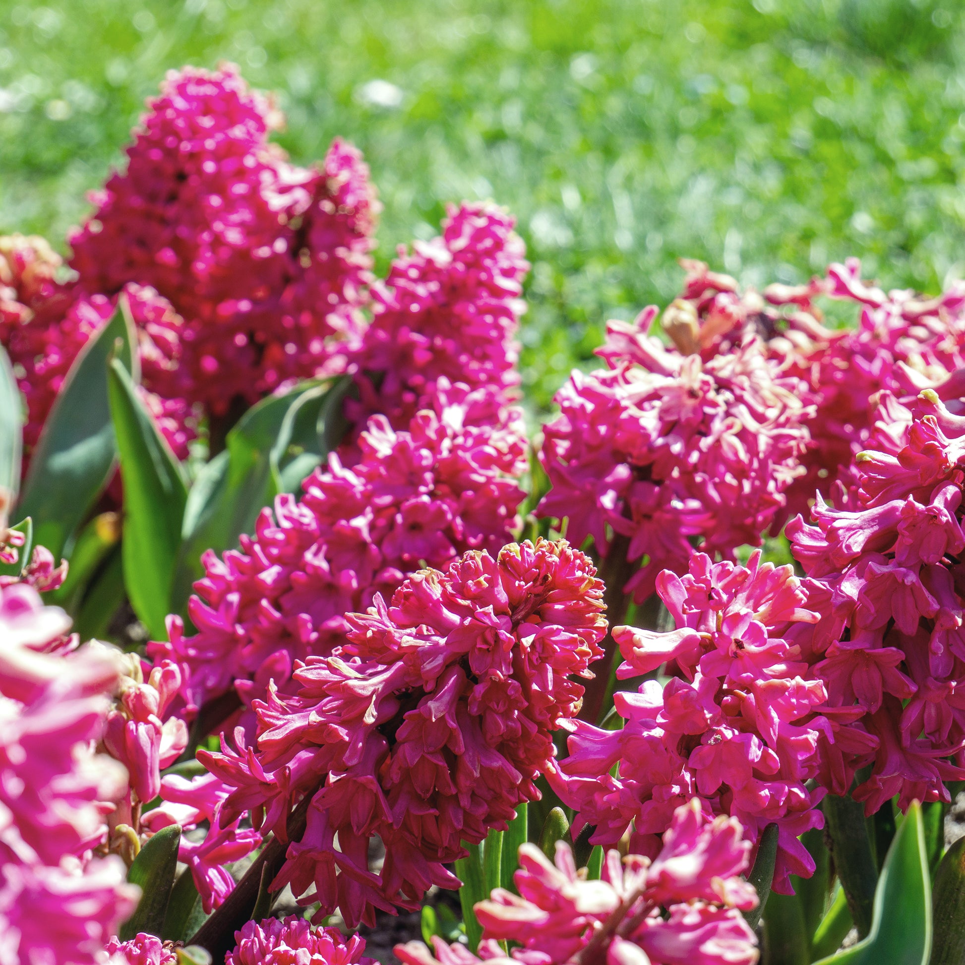 Rode Hyacinthen (x3) - Hyacinthus orientalis - Bakker