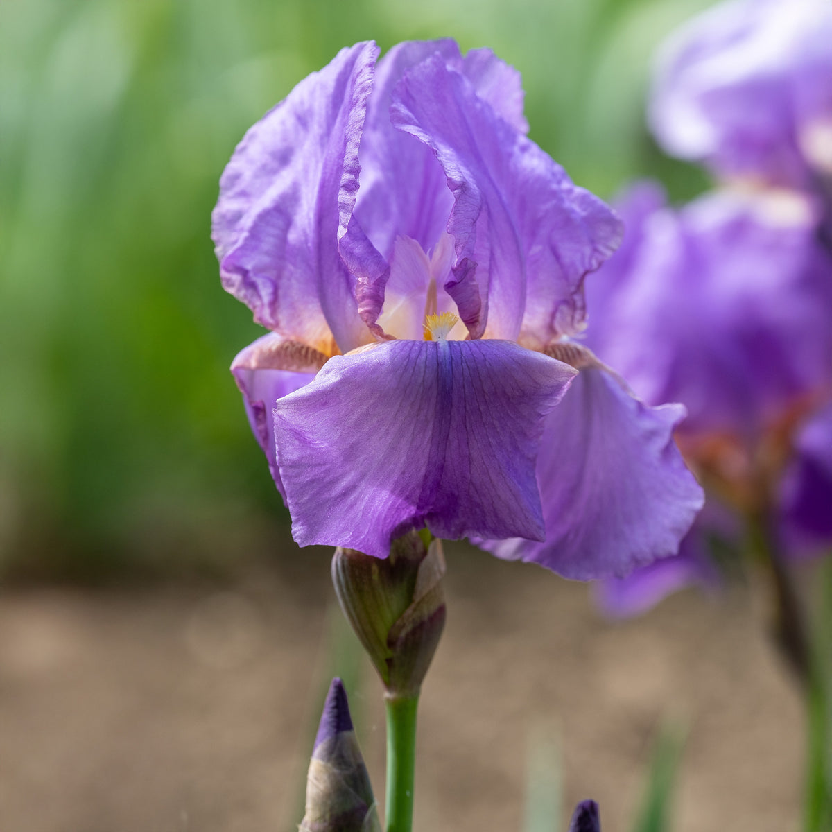Verkoop Baardiris 'Lovely Again' (x3) - Iris germanica lovely again