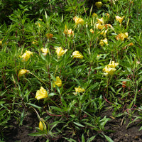 Grootbloemige teunisbloem (x2) - Oenothera macrocarpa - Bakker