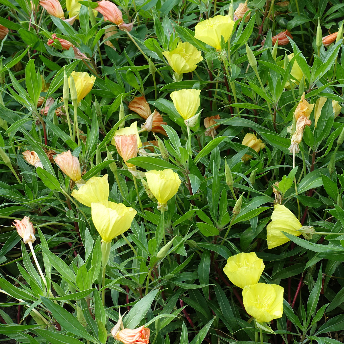 Grootbloemige teunisbloem (x2) - Bakker