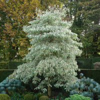 Heesters - Reuzenkornoelje 'Variegata' - Cornus controversa variegata