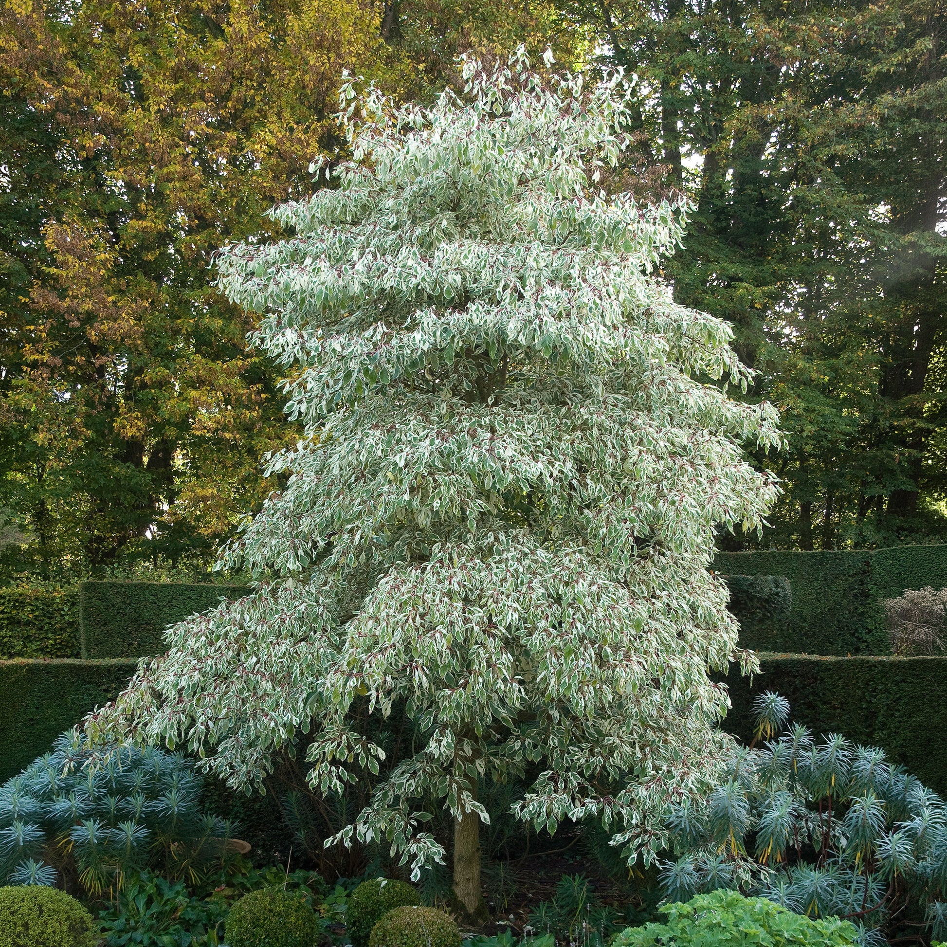 Heesters - Reuzenkornoelje 'Variegata' - Cornus controversa variegata