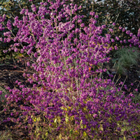 Schoonvrucht 'Profusion' - Callicarpa bodinieri Profusion - Bakker