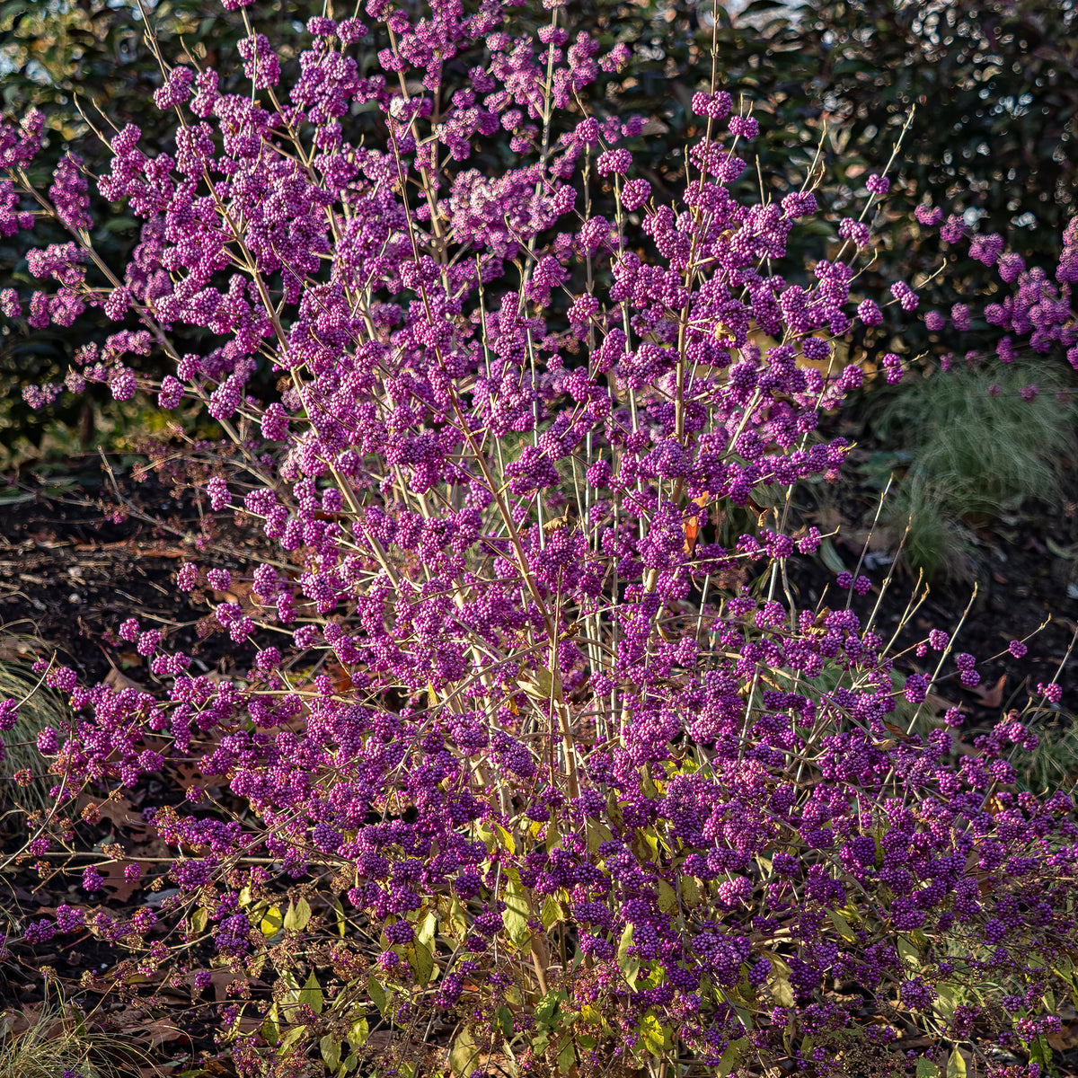 Schoonvrucht 'Profusion' - Callicarpa bodinieri Profusion - Bakker