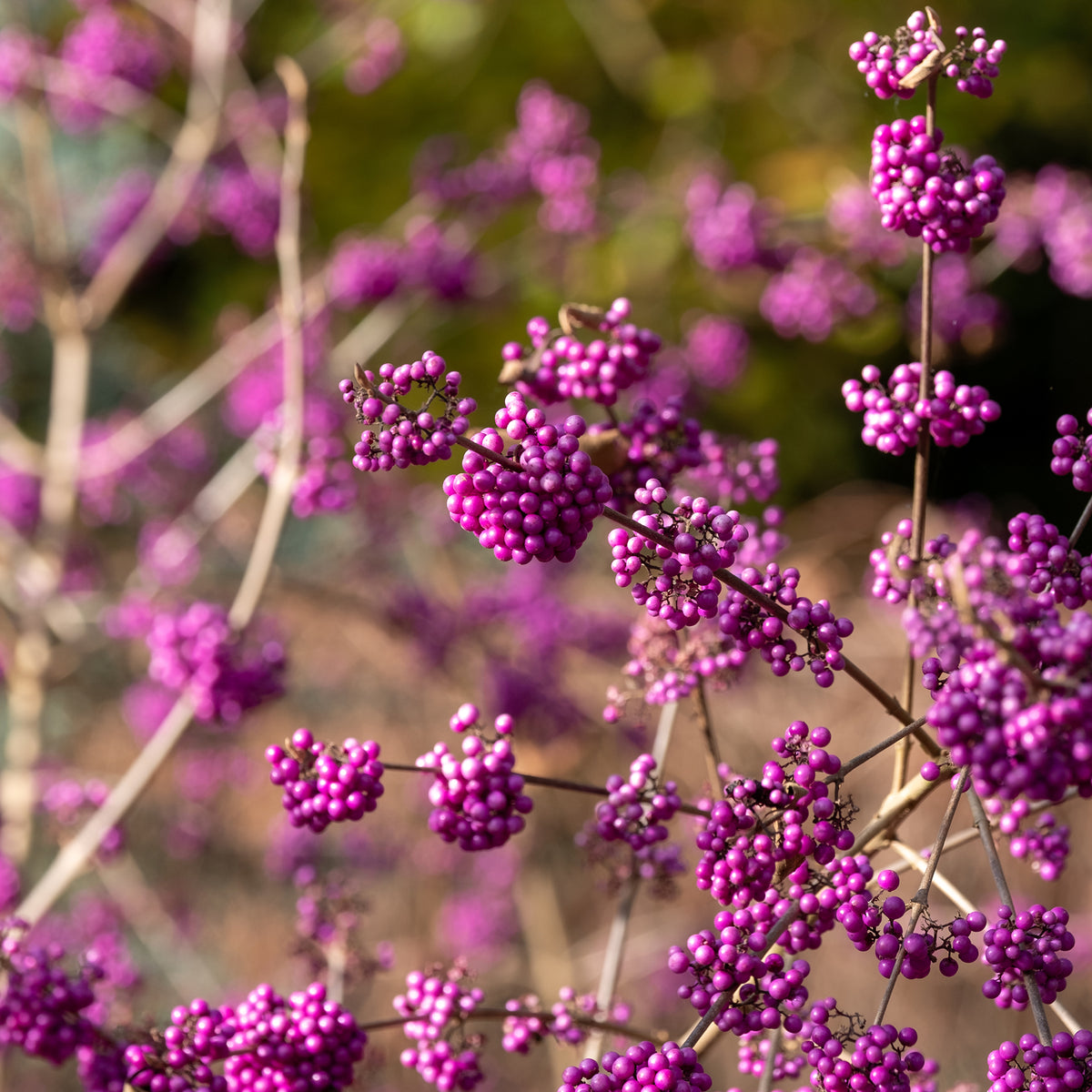 Schoonvrucht 'Profusion'