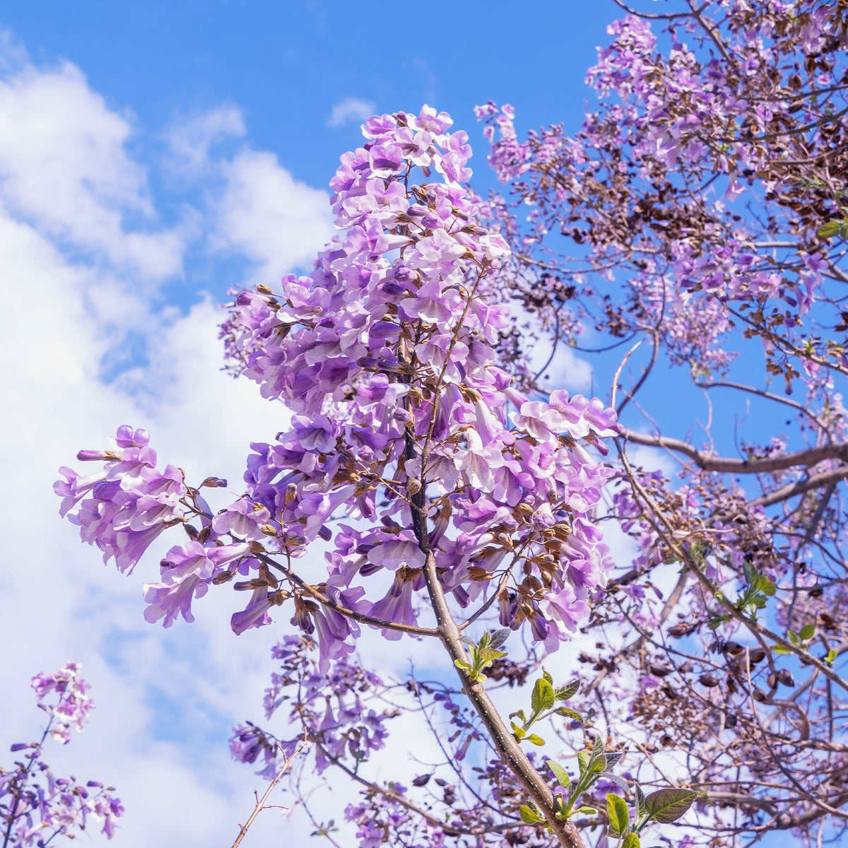 Verkoop Keizerboom - Paulownia tomentosa