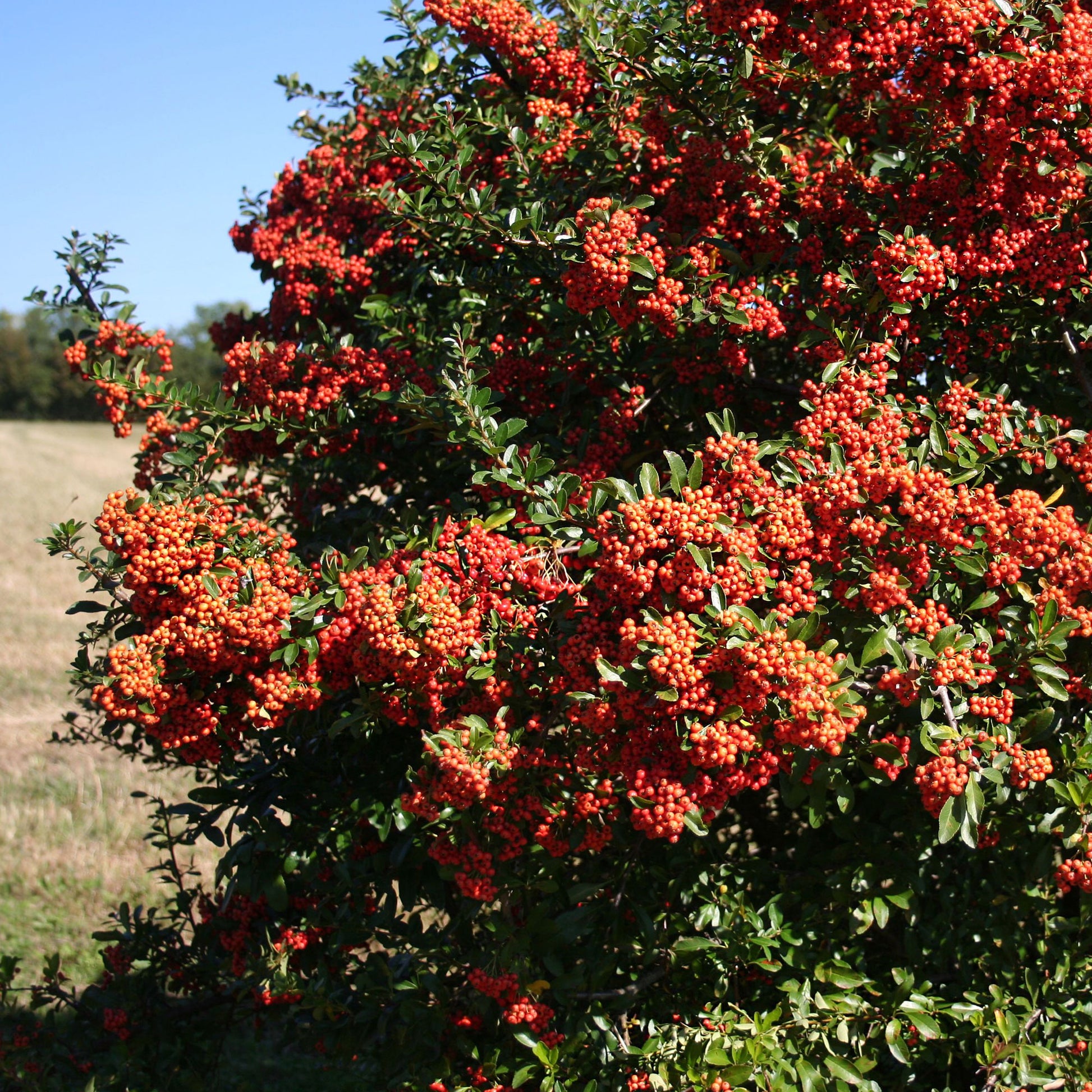 Wintergroene planten - Vuurdoorn 'Saphyr Rouge' (x3) - Pyracantha coccinea Saphyr Rouge