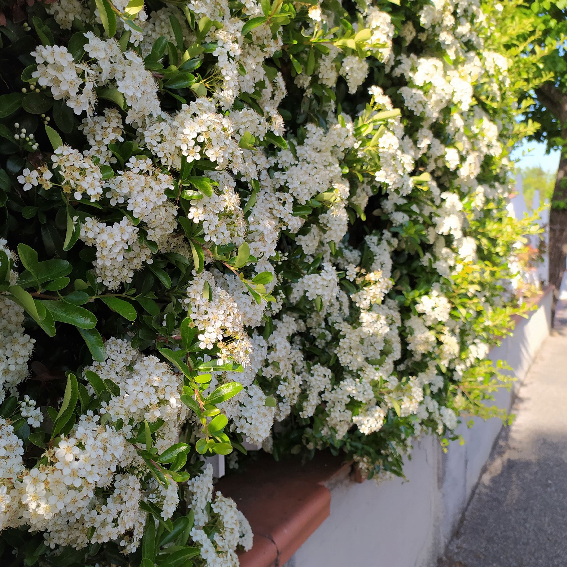 Pyracantha coccinea Saphyr Rouge - Vuurdoorn 'Saphyr Rouge' (x3) - Wintergroene planten