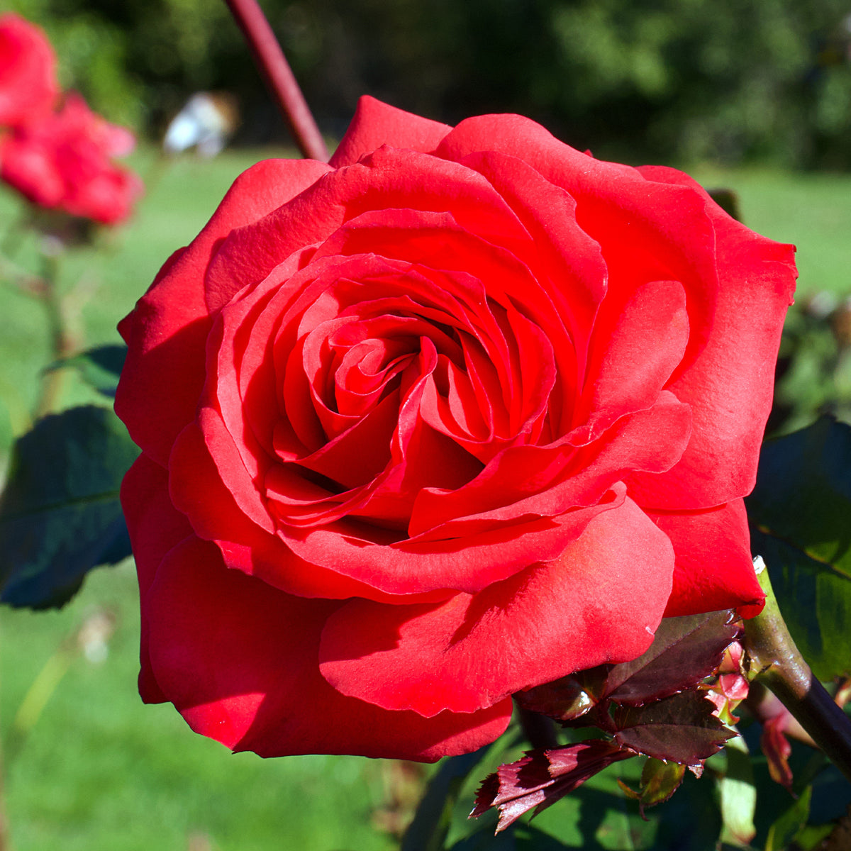 Rosa mr lincoln - Roos 'Mr. Lincoln' - Geurende rozen