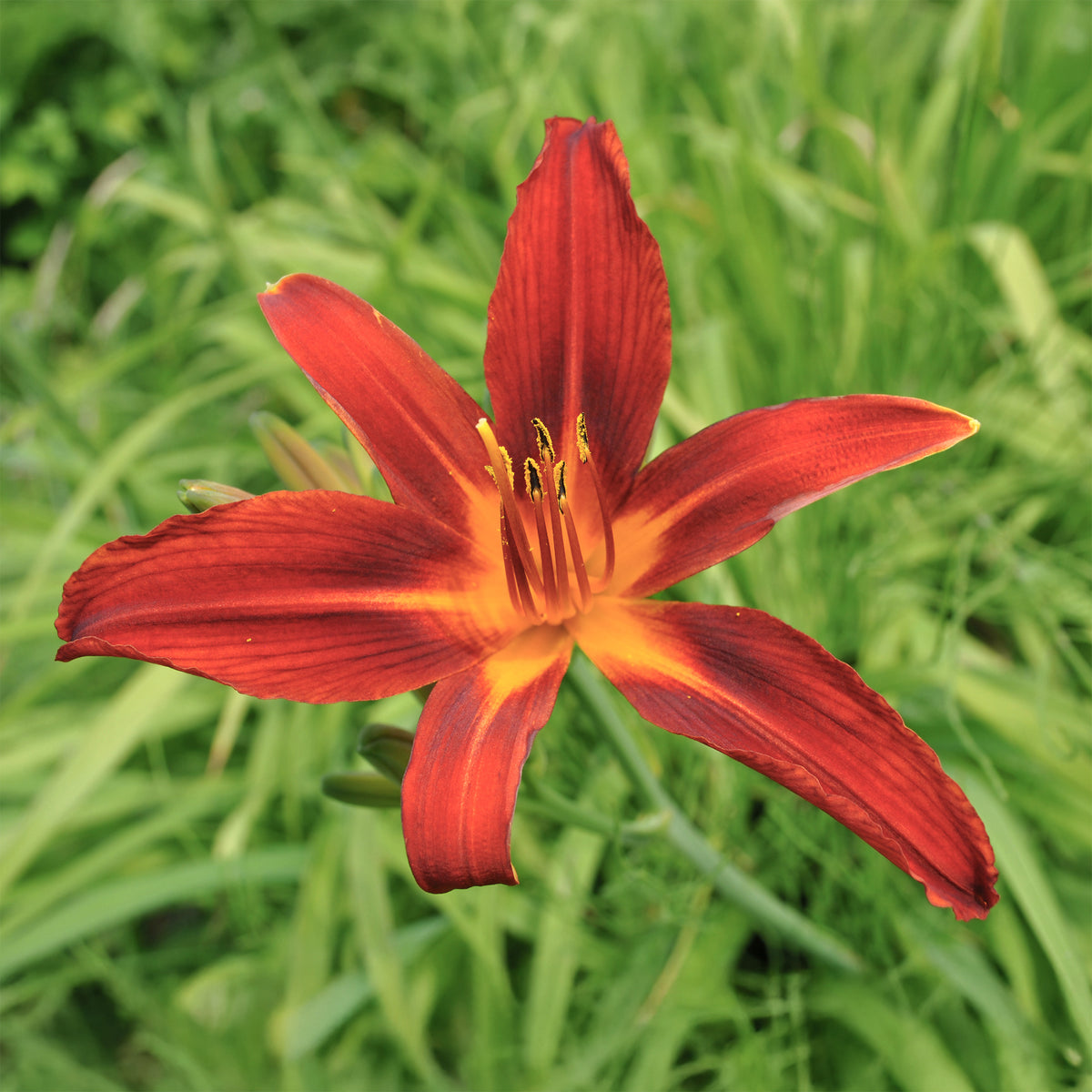 Hemerocallis - Daglelie - Daglelie Crimson Pirate - Hemerocallis Crimson Pirate