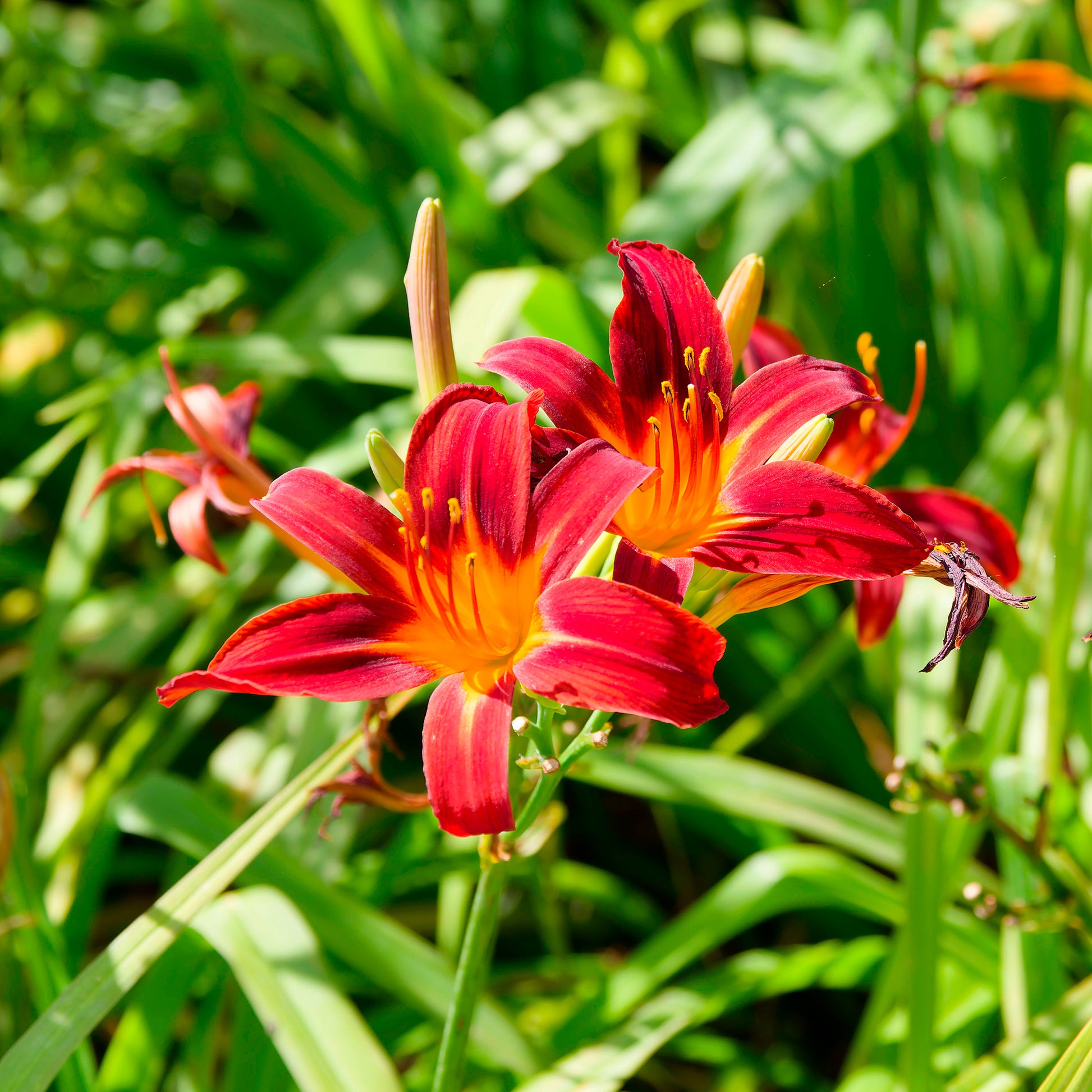 Daglelie Crimson Pirate - Bakker