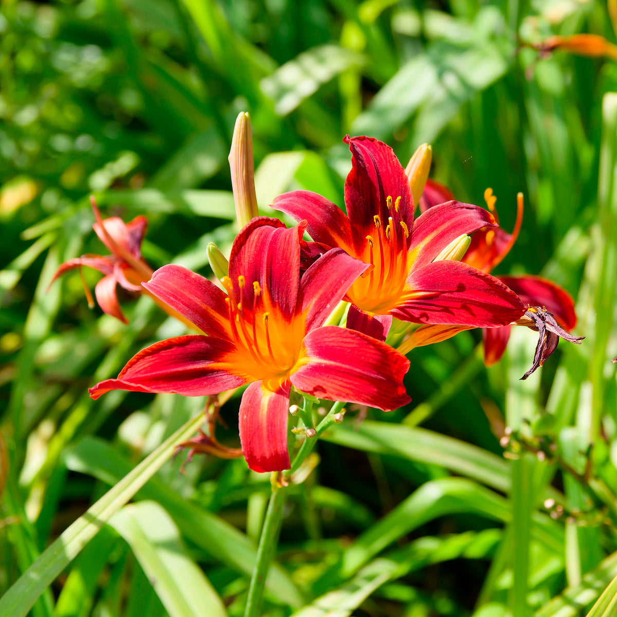 Daglelie Crimson Pirate - Bakker